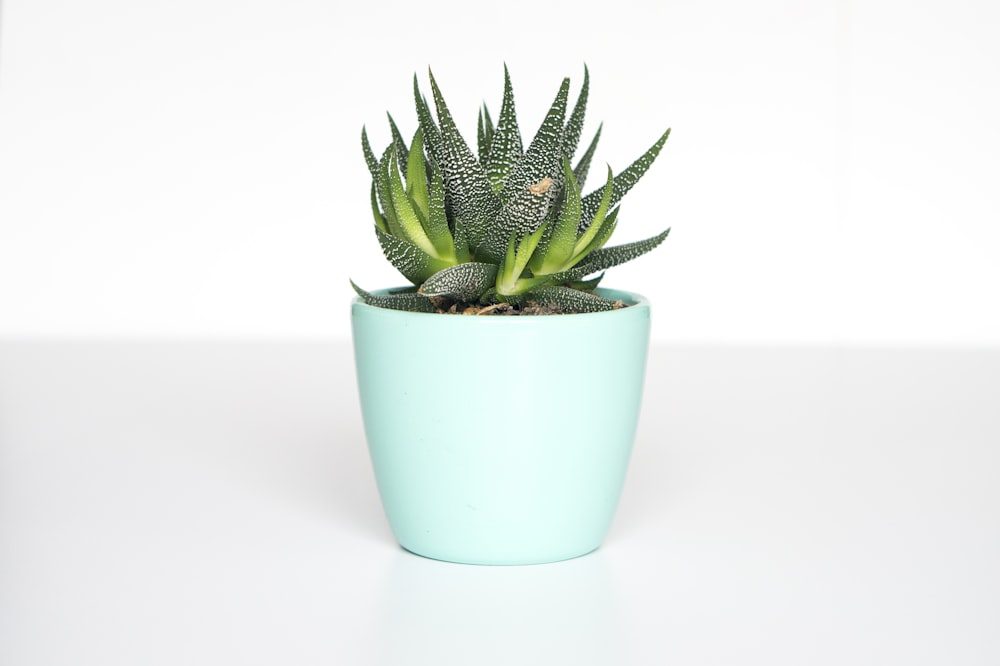 Terracotta Planter Duo